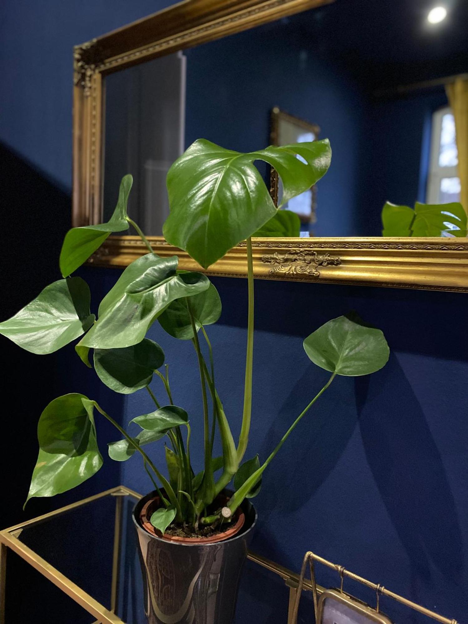 Apartment Birmingham Celle Zewnętrze zdjęcie